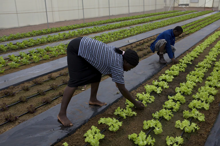 Man and woman bending over rows of plants inside a shaded structure as they remove weeds.