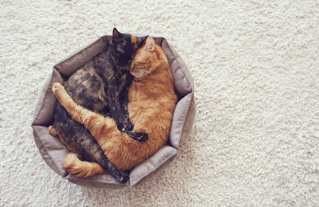 Two cats snuggle in a cat bed