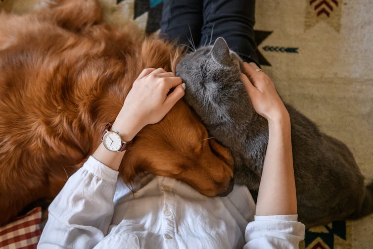 Dog and cat cuddle on owner's lap