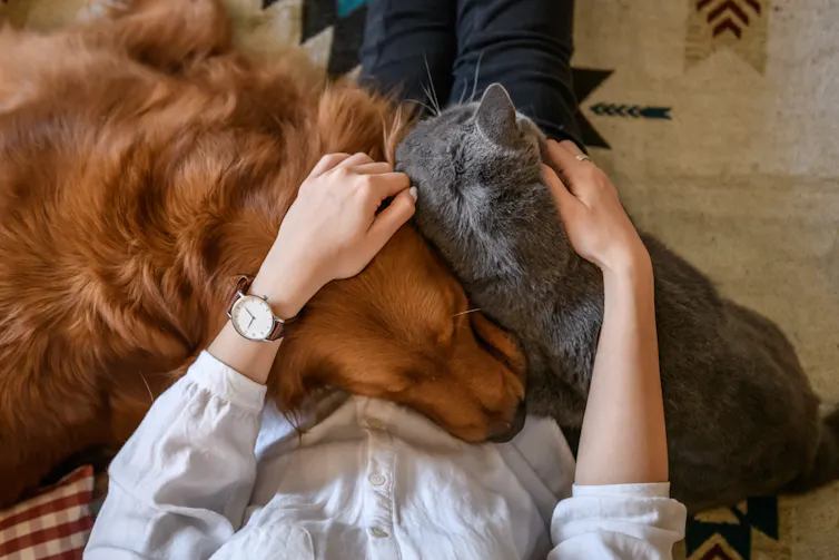 Dog and cat cuddle on owner's lap