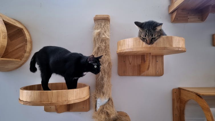 two young cats lying on modern cat climbing wallscapes
