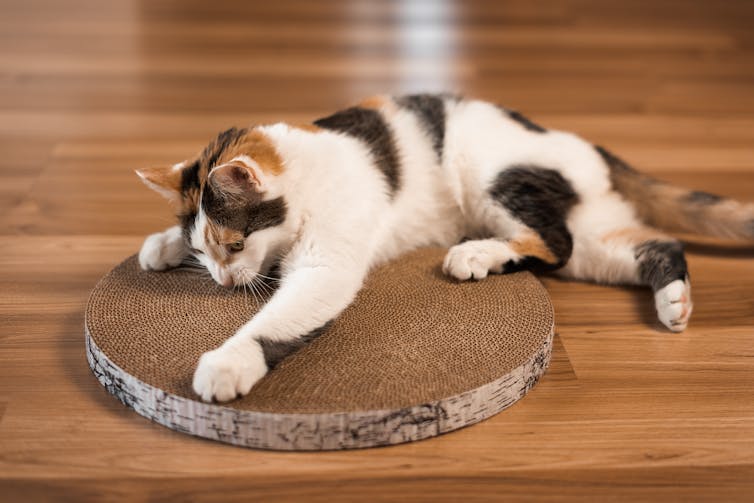 A tricolor cat lies on the floor and sharpens its claws on a cardboard scratching post