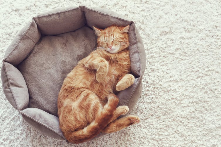 Ginger cat sleeps in cat bed