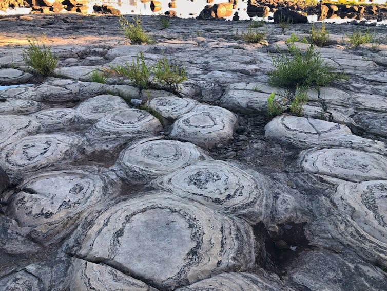 Stromatolites near a river
