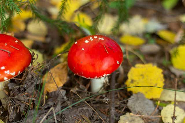 Two red top mushrooms pushing though leaf litter in a forest.