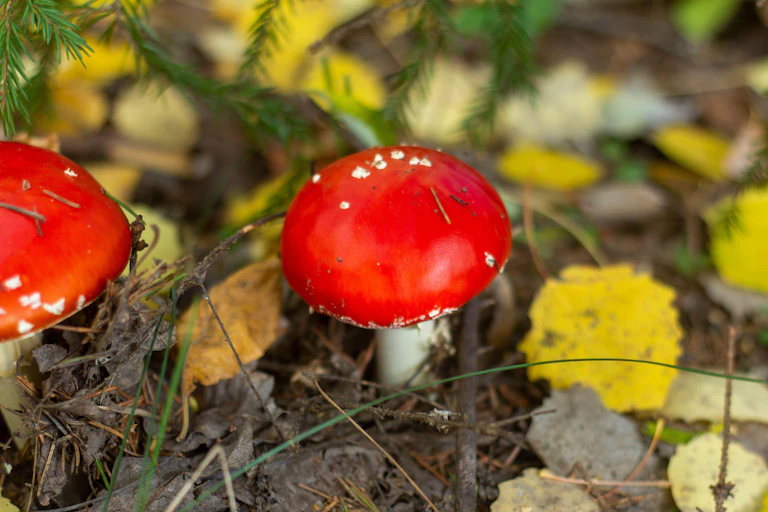 Two red top mushrooms pushing though leaf litter in a forest.