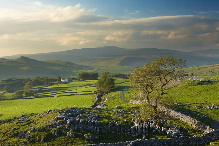 A wild rural Yorkshire landscape with a dry stane dyke and a few trees and hills in the distance.