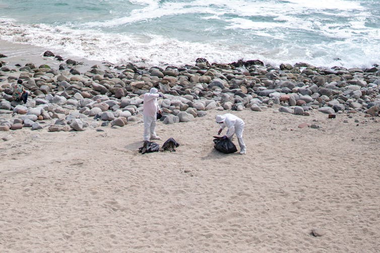 Hombres vestidos con equipo de protección blanco recogen bolsas de basura negras en una playa.