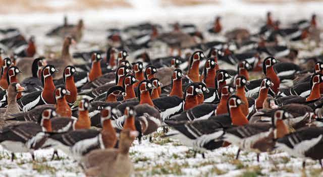 A flock of geese with rust-colored heads and necks and black and white bodies cluster on snowy ground.