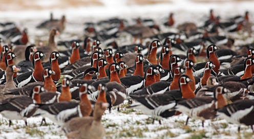 Russia’s aggression threatens efforts to protect nature beyond Ukraine