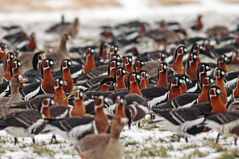 A flock of geese with rust-colored heads and necks and black and white bodies cluster on snowy ground.