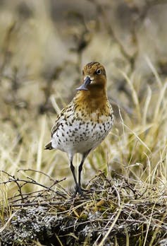 A small brown and white bird stands in dry tundra grasses.