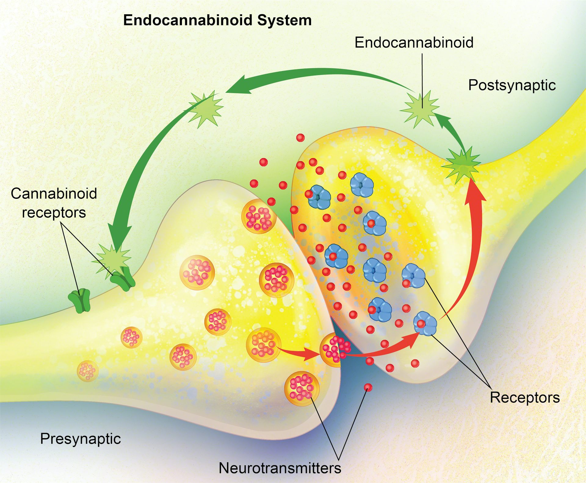 Defects In The Endocannabinoid System And Disease Development - Channelchek