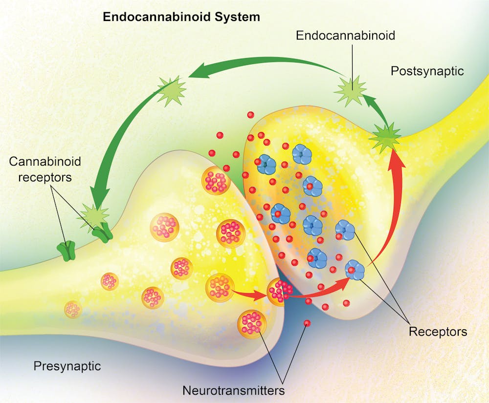 Figure 1. Diagram showing the Endocannabinoid System