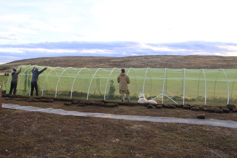 Scientists near and inside a long hoop house on the Russian tundra.