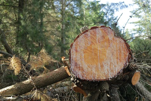 Cyclone Gabrielle triggered more destructive forestry 'slash' – NZ must change how it grows trees on fragile land