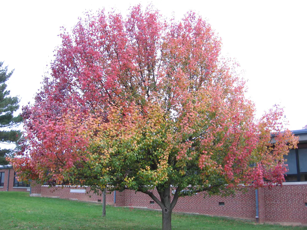Once the Callery pear tree was landscapers' favorite