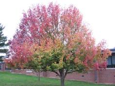 Tree with leaves mostly shaded red.