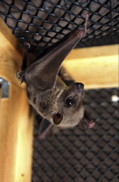 A bat in a cage