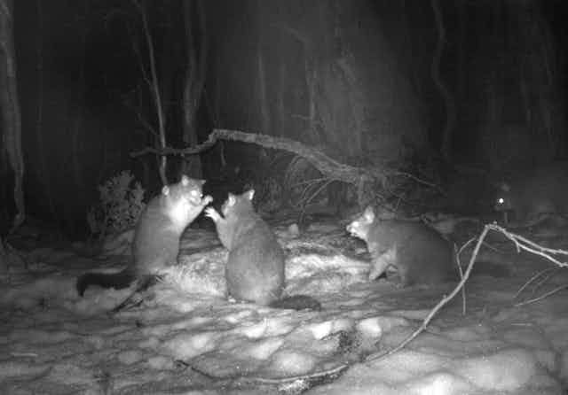 Black and white night-vision photo. Three possums gather around a kangaroo carcass in the snowy bush. Two seem to be fighting, one is hunched over eating.