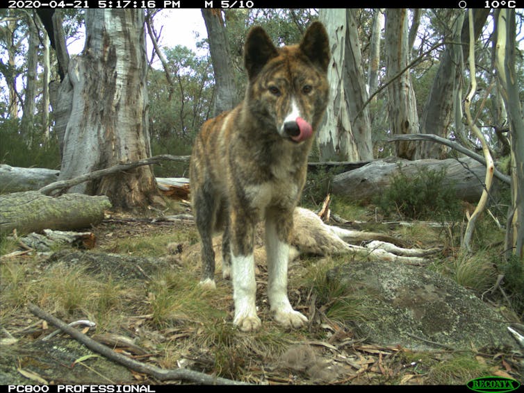 A brindle coat dingo stands in an Australian alpine bushland in front of a kangaroo carcass, looking at the camera, licking its lips.