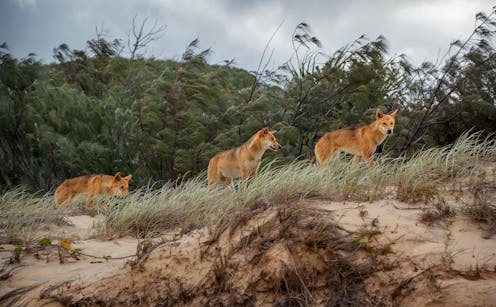 From the dingo to the Tasmanian devil