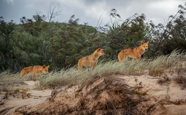 Three dingoes standing on a sand dune