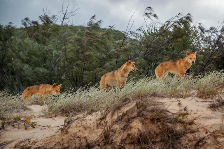 Three dingoes standing on a sand dune