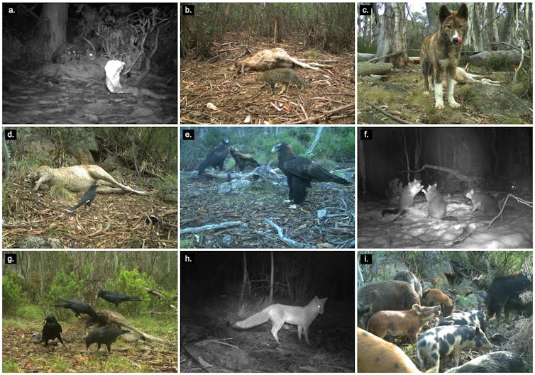 A 3 by 3 grid of photos of animals taken by remote capture. In each photo, the animal is visiting/scavenging on kangaroo carcass.