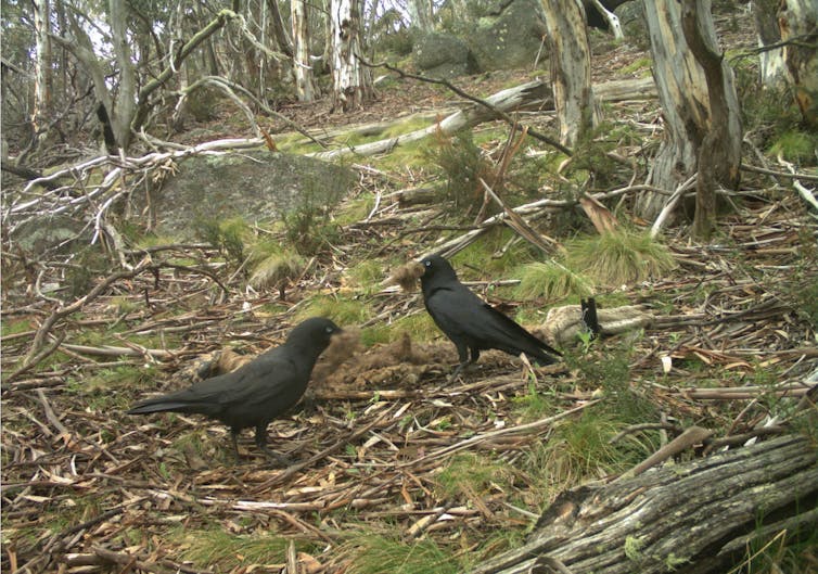 Ravens stand around a kangaroo carcass in the snow, with tufts of kangaroo fur in their beaks