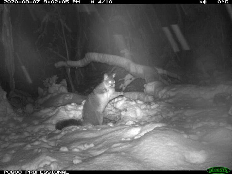 A brushtail possum in the snow at night, rearing up next to a kangaroo carcass