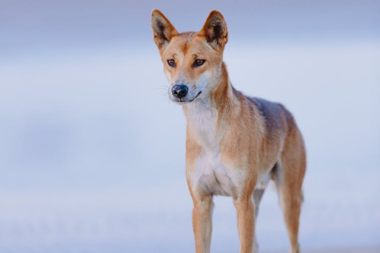 A portrait of a dingo looking into the distance
