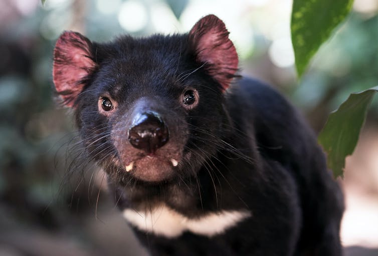 A close up of a Tasmanian devil