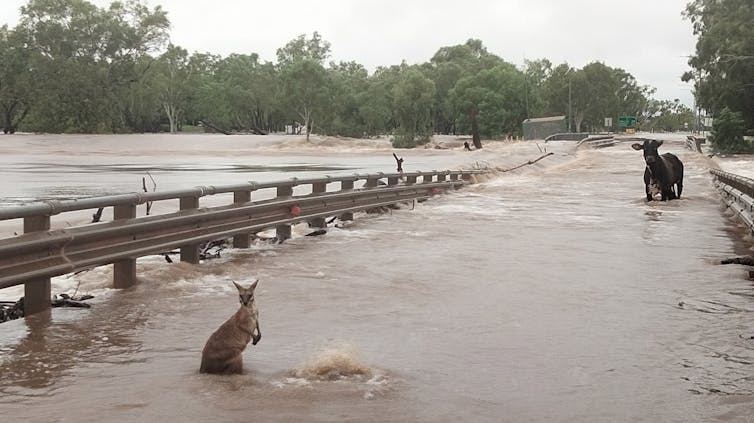 A kangaroo and cow in a road flooded with water