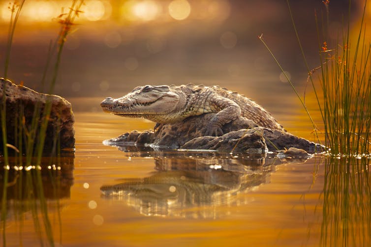 A Mugger crocodile (Crocodylus palustris), also called marsh crocodile, climbing out of the water in the golden light