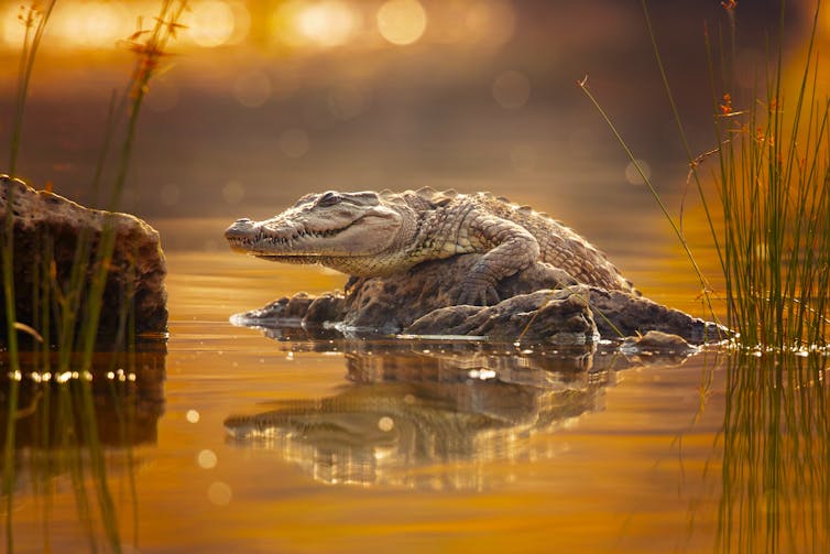 تمساح Mugger (Crocodylus palustris) ، يسمى أيضًا تمساح المستنقعات ، يتسلق من الماء في الضوء الذهبي