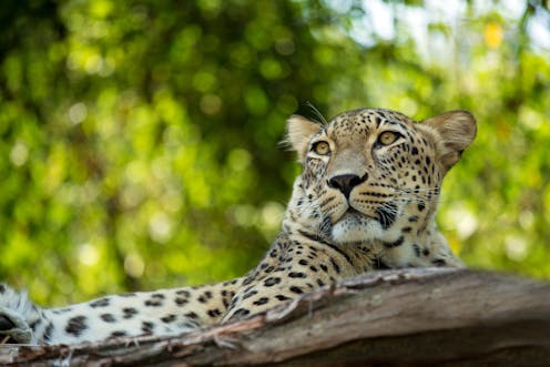 Mapping Iran's biodiversity hotspots to create new protected areas covering 20% of the landscape