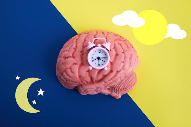A brain with a clock on it to illustrate our circadian rhythm.