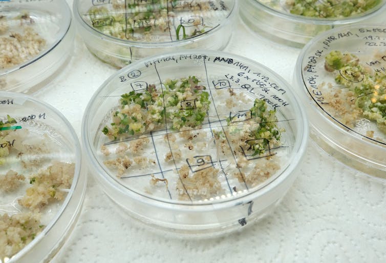 Seeds grow in segmented compartments of petri dishes. The dishes have writing in marker on the top.