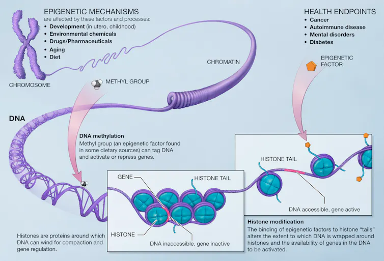 Diagram of DNA methylation