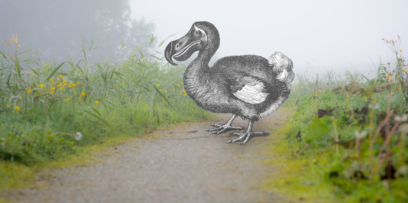 Gene editing company hopes to bring dodo 'back to life