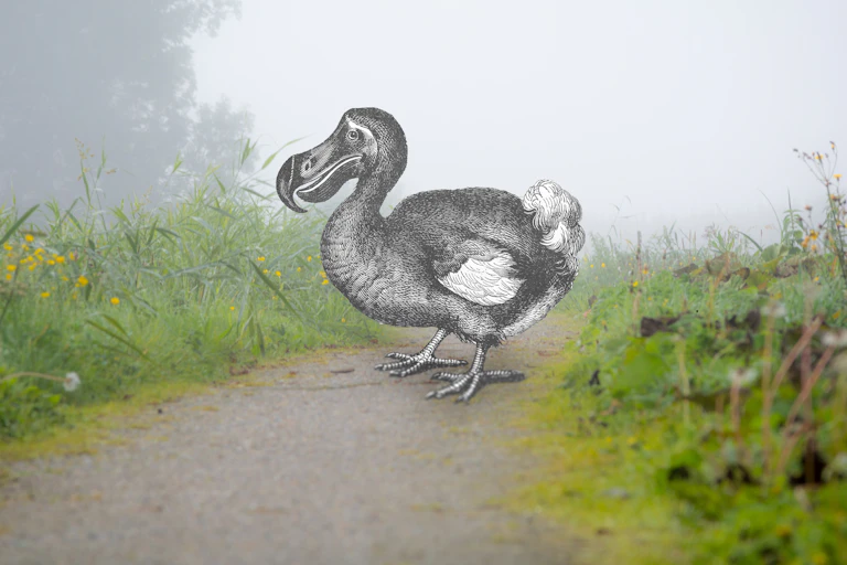 A gray and white drawing of a chubby bird stands on a path against a misty background.