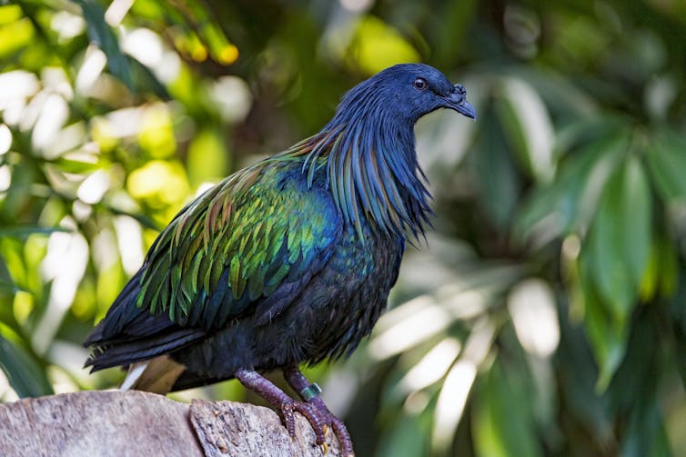 A colorful bird with a blue body and iridescent greenish feathers sits among trees.