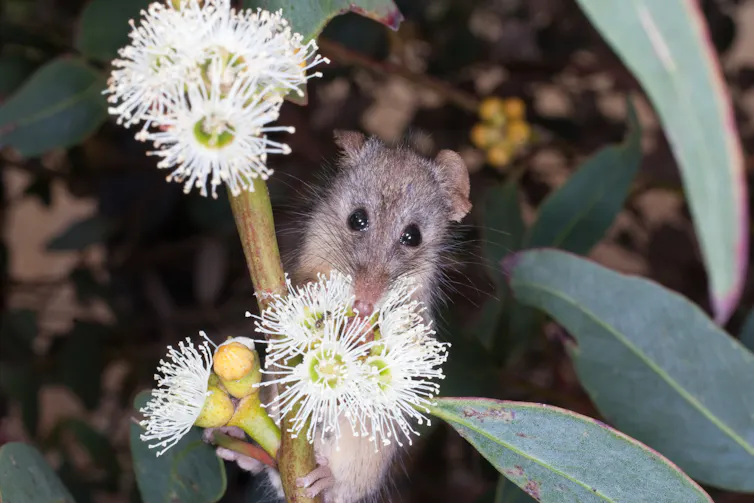 Honey possum