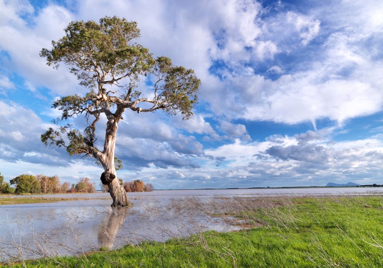 Tree on farm