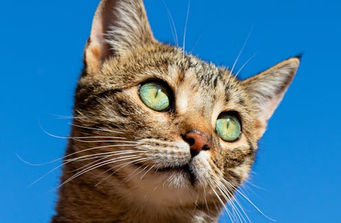 councils' efforts to protect wildlife from roaming pets are hampered by state laws