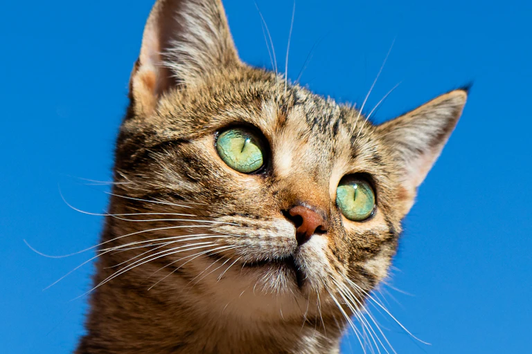 A cat with green eyes