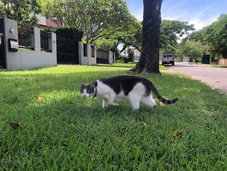 A black and white cat walking on a nature strip.