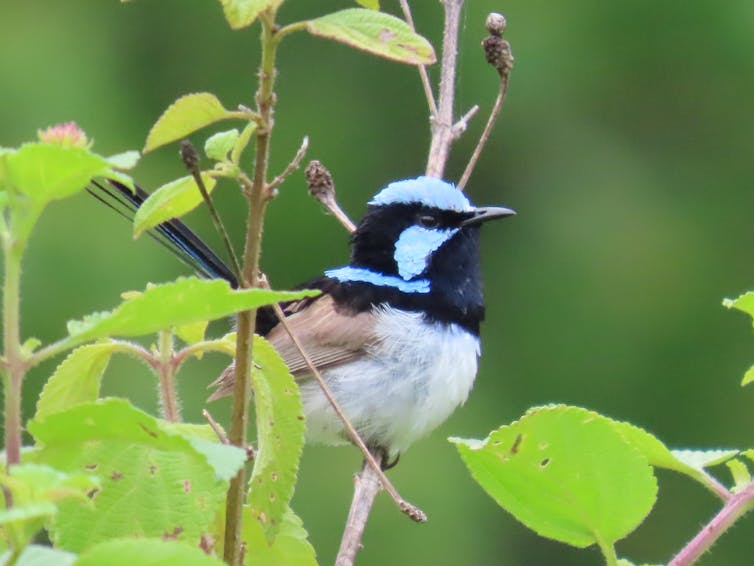 A small black, blue and grey bird perched in twigs