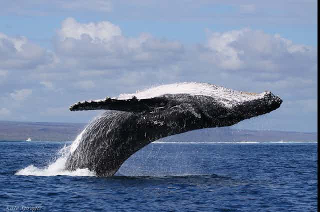 A humpback whale leaps out of the water